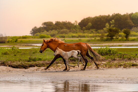 Horses at Assateague Island. 