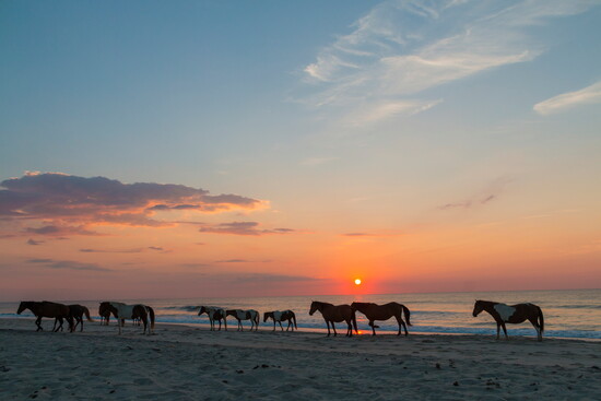 Horses at Assateague Island. 