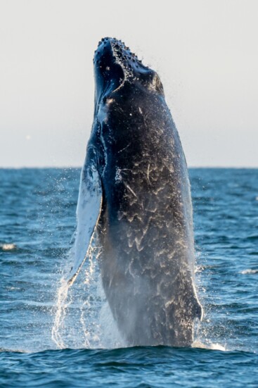 Humpback whale breaching