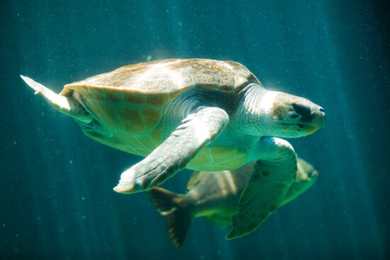 Leatherback turtles swim thousands of miles to Santa Cruz from Indonesia