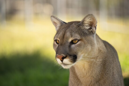 Marissa, rescued as a cub in 2016, was one of 115 animals discovered in horrible conditions at a closed-down cub-petting and breeding operation in Colorado. 