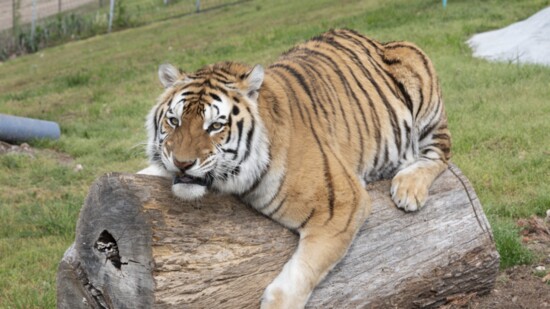 Opie was one of 68 big cats seized by the Department of Justice from Tiger King Park in Oklahoma. The secretive rescue required SWAT teams and armored vehicles 