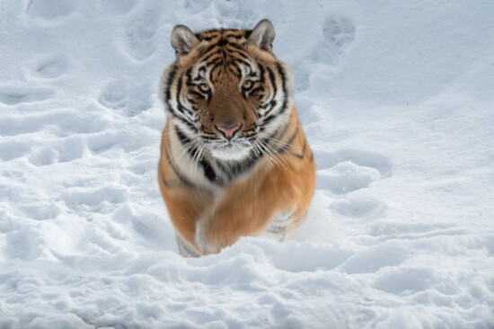 Fred plays in the snow at Turpentine Creek in early 2024. He was rescued in 2023, in a Department of Justice criminal case.