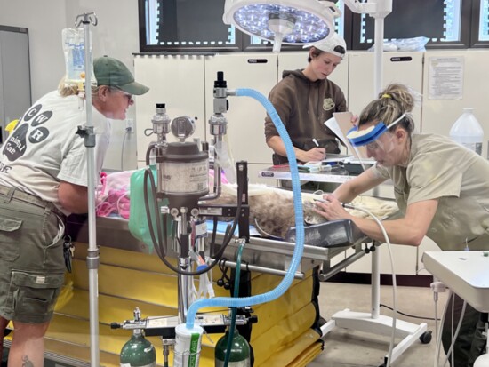 At Turpentine Creek's vet hospital, Dr. Kellyn Sweeley cleans a bobcat resident's teeth while staff assist. The hospital opened two years ago.