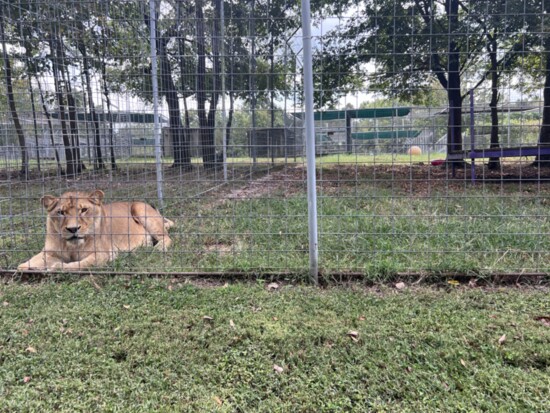 Mauri, an 8-year-old lion, was rescued from Tim Stark's Wildlife in Need cub-petting scheme operating as a pseudo-sanctuary. She is very playful and vocal.