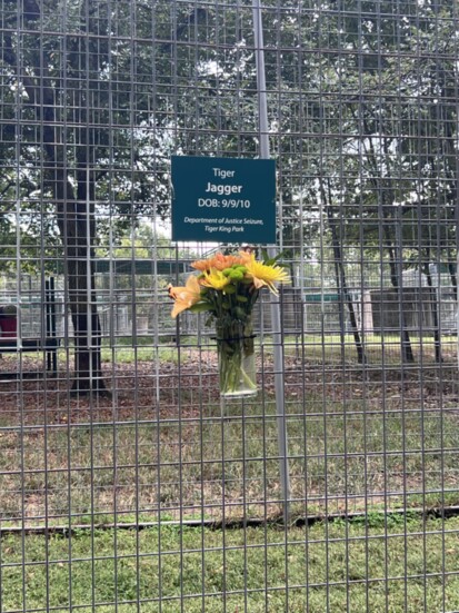 Flowers left on the fence the day after Jagger, rescued from Tiger King Park, passed away. Rescued cats enjoy "retirement" at Turpentine Creek Wildlife Refuge.