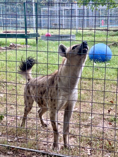 Rambo the spotted hyena greets TCWR president Tanya Smith and a visitor with vocalizations and grins. He was rescued in 2021 when his previous owner died.