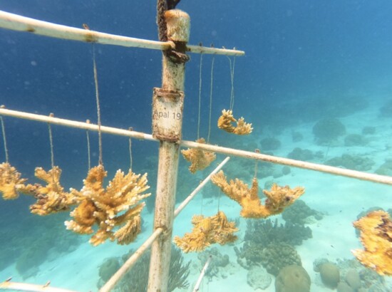 Elkhorn Coral hung on PVC pipe to seed coral nurseries 
