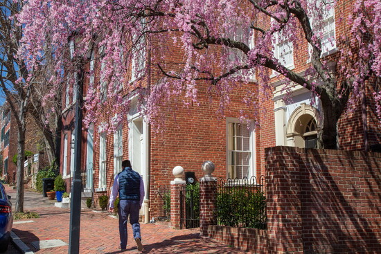 Cherry Blossoms in Old Town Alexandria. Photo Credit: Misha Enriquez for Visit Alexandria