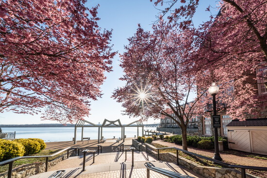 Cherry Blossoms in Old Town Alexandria along the waterfront. Photo Credit: Carol Jean Stalun Photography. 