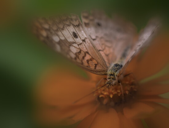 Chattahoochee Nature Center