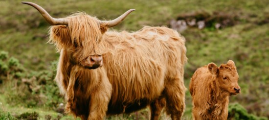 Scottish Highland Cows.
