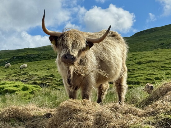 Have coffee with the Highland cows at Untethered, a tiny cafe just outside Portree.