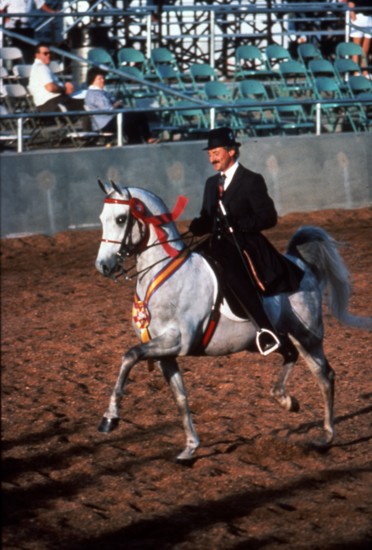 Trainer Bob Battaglia competing in the early 1990s at the All Arabian Scottsdale Show.