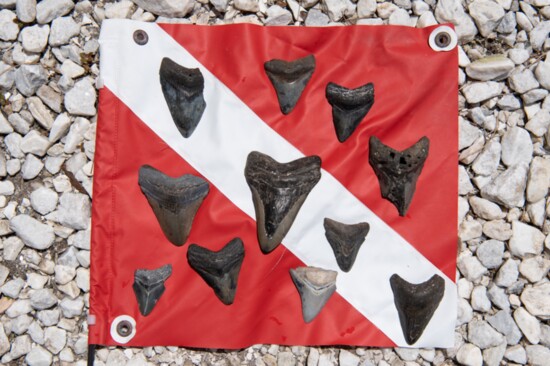 Fossilized Megalodon teeth found by David Brice over the years off Venice Beach.