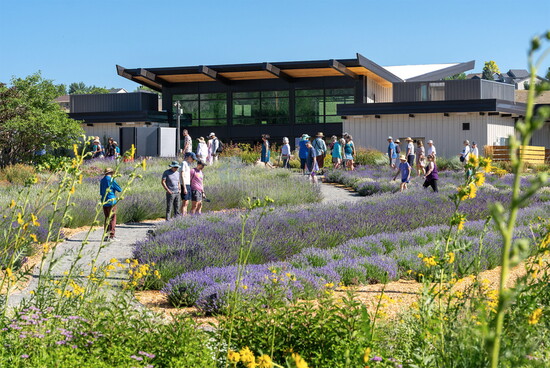 Lavender fields at Denver Botanic Gardens Chatfield Farms