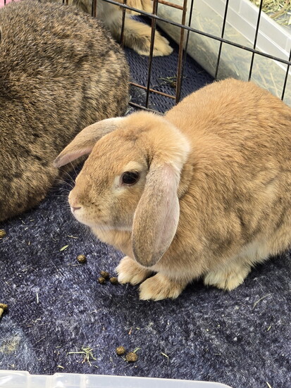 Save a Bun Rabbit Rescue