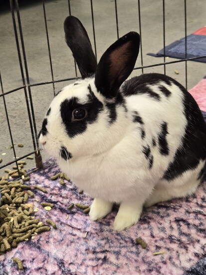 Save a Bun Rabbit Rescue