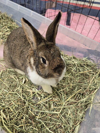 Save a Bun Rabbit Rescue