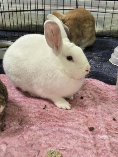 Save a Bun Rabbit Rescue