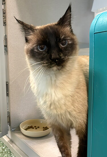 Bella, IHS
