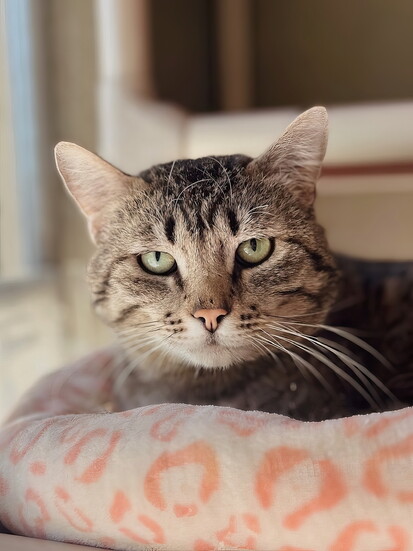 Boone, Simply Cats