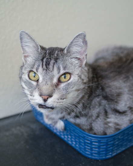 Cleopatra, Simply Cats