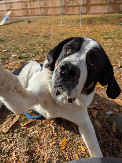 Pepper, Animal Retreat