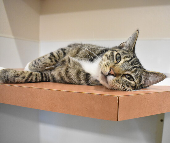 Tabby, Simply Cats