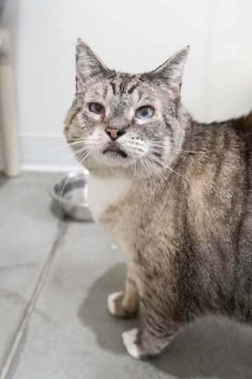 Tommy, Simply Cats