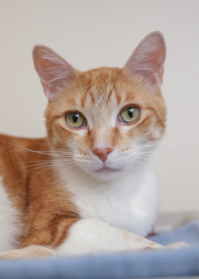 Wrex, Simply Cats