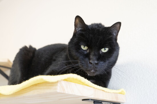 Zorro, Simply Cats