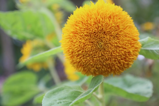 Teddy Bear Sunflower (homegrown from seed).