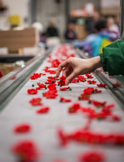 Poppies in production at Cottonwood Industries