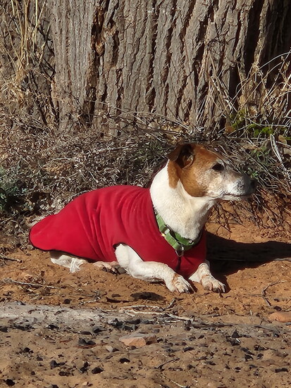 Kirby is 15 years young - and a special guy.