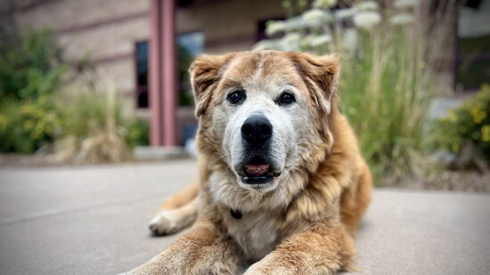 Super senior, Tarzan laser treatments and supplements kept this gentle giant happy! 