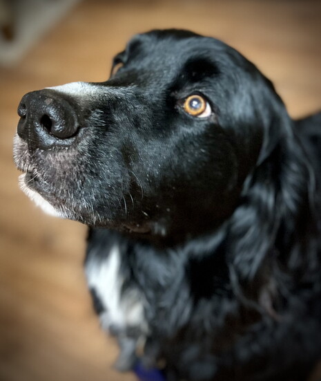 Owen is a nice looking senior canine.