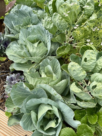 Cabbage