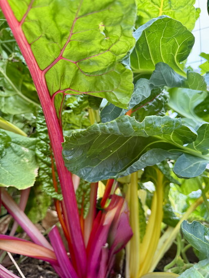 Swiss Chard
