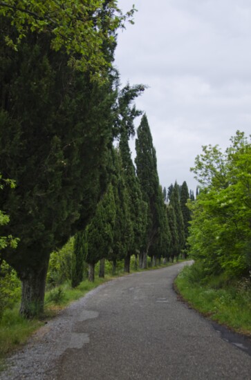 Cypress-Lined Road Leading to Villa Bramasole