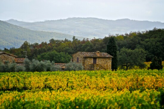 Tuscany Vineyards