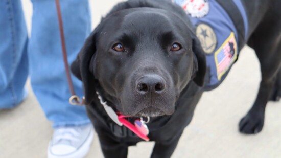 Beignet- Commander Marcey Phillips' Service Dog.