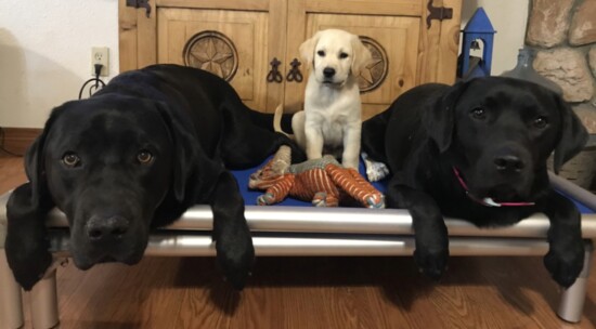 Dogs in training
