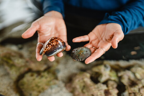 Oysters grown at Pūnāwai Lake
