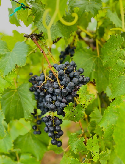 Bloom Vineyard is located in Rodgersville, Alabama. 