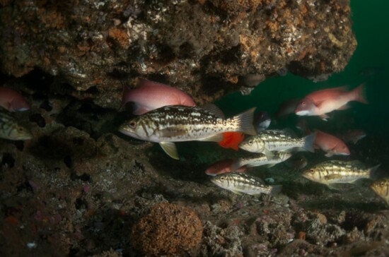 calico bass and sheeps head fish