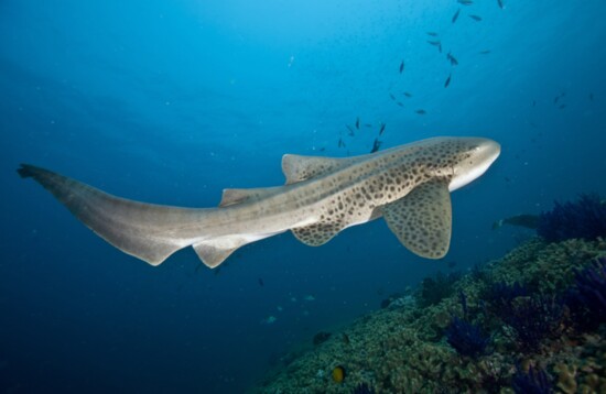 leopard shark cruising a reef