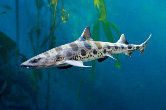leopard shark in kelp forrest