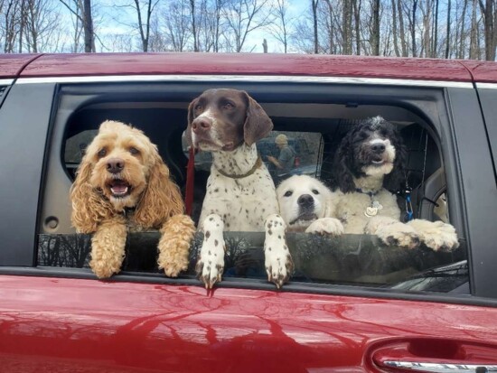 This cute crew is off  to a supervised nature hike with Active Dog