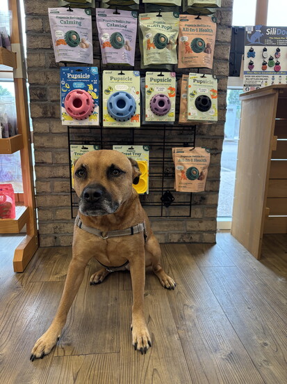 Earthwise Pets: Safe, Reusable Toys! 